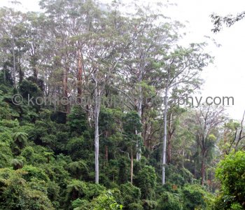 Rainforest in Dorrigo National Park, Dorrigo, NSW, Australia  (rain - local spring time - November 10, 2012)