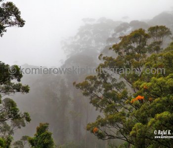 Rainforest in Dorrigo National Park, Dorrigo, NSW, Australia  (rain - local spring time - November 10, 2012)