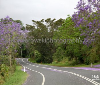 Highway between Dorrigo and Bellingen, NSW, Australia  (rain - local spring time - November 10, 2012)