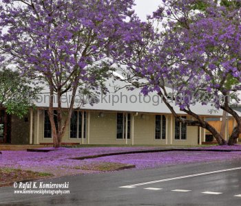 Bellingen is known for its frequent flooding... NSW, Australia, (local spring time - November 10, 2012)
