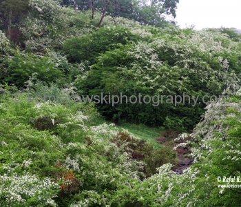 Near Dorrigo, NSW, Australia (rain - local spring time - November 10, 2012)