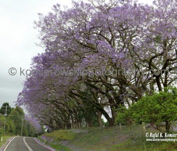 Highway Near Bellingen, NSW, Australia (rain - local spring time - November 10, 2012)