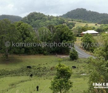 Murwillumbah is rich dairy, sugar cane and banana country, New South Wales, Australia,  (November 11, 2012)