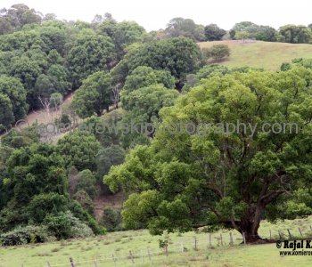 Murwillumbah is rich dairy, sugar cane and banana country, New South Wales, Australia,  (November 11, 2012)
