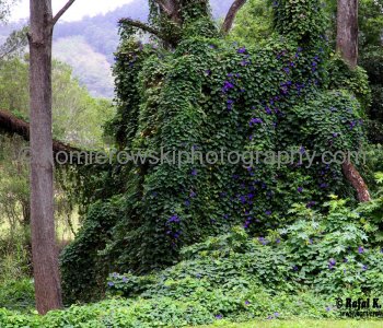 Spectacular wildflowers north of Murwillumbah, NSW,   Australia,  (November 11, 2012)