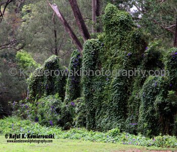 Spectacular wildflowers north of Murwillumbah, NSW,   Australia,  (November 11, 2012)