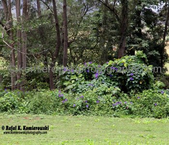 Spectacular wildflowers north of Murwillumbah, NSW,   Australia,  (November 11, 2012)