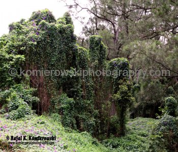 Spectacular wildflowers north of Murwillumbah, NSW,   Australia,  (November 11, 2012)