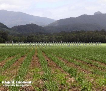 Murwillumbah is rich dairy, sugar cane and banana country, New South Wales, Australia,  (November 11, 2012)