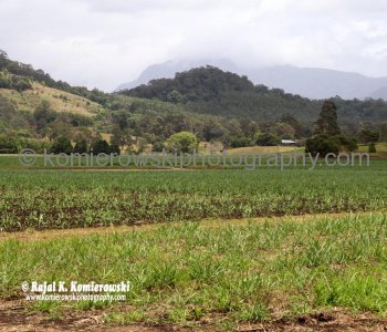 Murwillumbah is rich dairy, sugar cane and banana country, New South Wales, Australia,  (November 11, 2012)