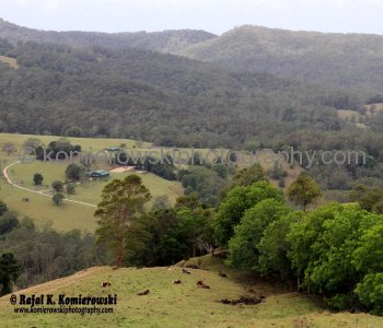 Murwillumbah is rich dairy, sugar cane and banana country, New South Wales, Australia,  (November 11, 2012)