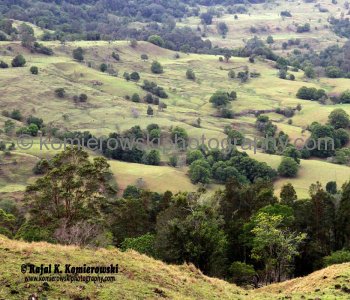 Murwillumbah is rich dairy, sugar cane and banana country, New South Wales, Australia,  (November 11, 2012)