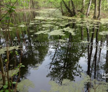 Spring walk in Isabelin-Laski forest, Warsaw, Poland