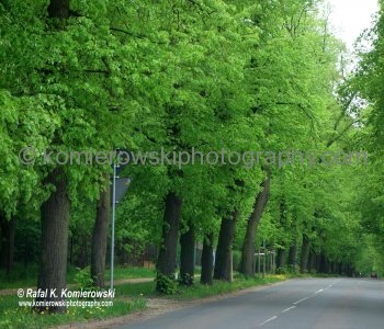 Komorow,  located on the west part of suburban zone of Warsaw, here spring green scenery in full beauty of the season...