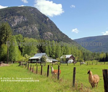 Burton, llama farm