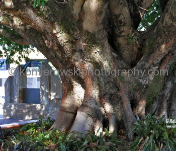 Spectacular large tree in Caboolture...  Caboolture is considered to be the northernmost urban area of the greater Brisbane metropolitan region within South East Queensland