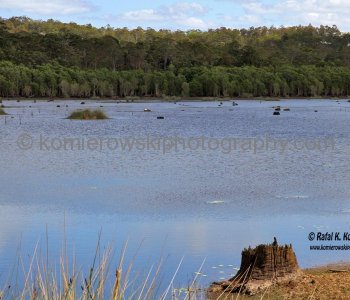 Buderim Conservation Park, Queensland, Australia (located near Buderim on the way to Maroochydore)