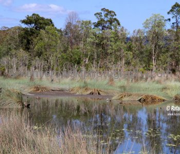 Buderim Conservation Park, Queensland, Australia (located near Buderim on the way to Maroochydore)