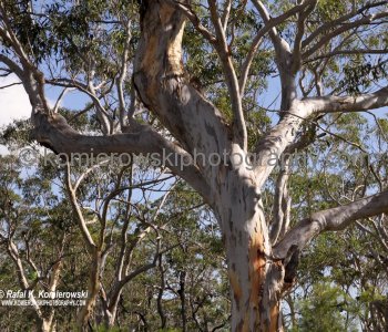 Near Rainbow Beach colorful Eucalyptus tree....there are over 700 species of Eucalyptus trees in Australia