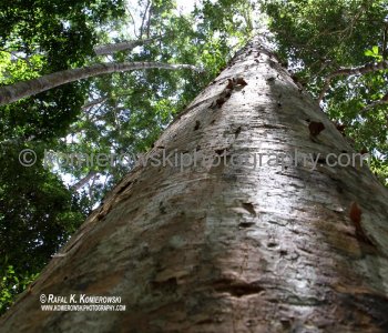Rainforest plants found on Fraser Island include hoop pine, king fern, tree ferns, strangler figs, blue quandong trees, piccabeen palms and Cyprus pine