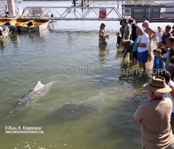 Feeding the wild dolphins at Tin Can Bay is a tremendous experience...dolphins generally arrive early so plan to be  at 8:00 am..