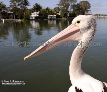 This pelican is there almost every morning, is called by staff - regular- named NIGEL...Tin Can Bay...btw...Nigel looks as though he enjoys being the center of attention.