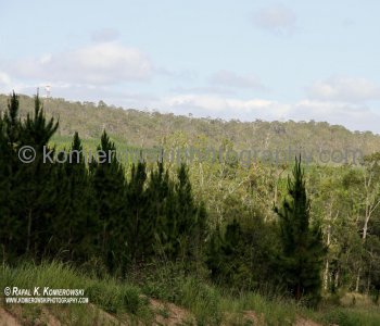 Queensland has extensive Canadian Pine trees plantations....between Tin Can Bay and Maryborough...