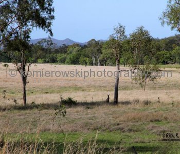 ...then more dry and semi desert countryside closer to Mackay...Bruce Highway...