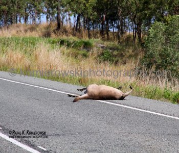 Bruce Highway.... victim of night driving... there is no wildlife-friendly fencing....