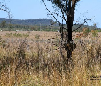 ...termite mounts are common along Bruce Highway, mostly in open areas or Eucalypt forests....