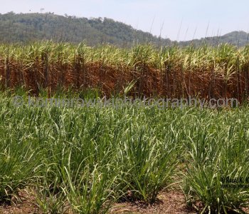 Sugar cane plantation near Mackay...Bruce Highway...