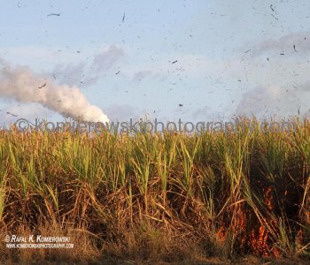 ..Pre-harvest sugar cane burning to try to control pests on sugar cane crops.