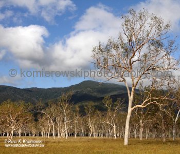 Two years later after ...prescribed-burning of eucalypt forests...