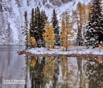 The Alpine Larch and Western Larch (Larix occidentalis)  lives at high elevations in the Rocky Mountains of Alberta, British Columbia, Montana.....