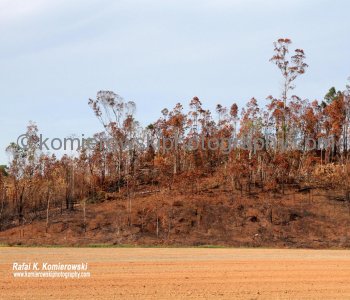 Farmland ..view from Silkwood-Japoon Rd near Innisfail, Queensland