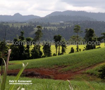 Palmerston Hwy. 25......farmland on the way to Millaaa Millaa,  Queensland