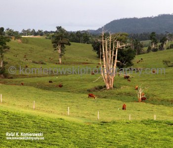 near Mena Creek-Paronellaarea one of the richest places in tropical north Queensland