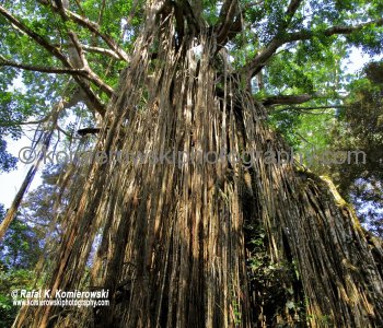 Curtain Fig Tree near Yungaburra, Queensland