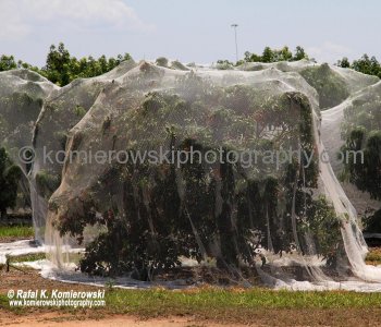The Australian Coffee Centre-Skyburry Coffee Plantation,  near Mareeba, Queensland,