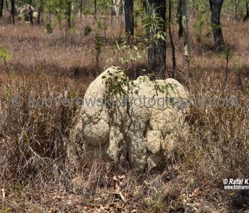 Termite Mounds, Biboohra, Queensland