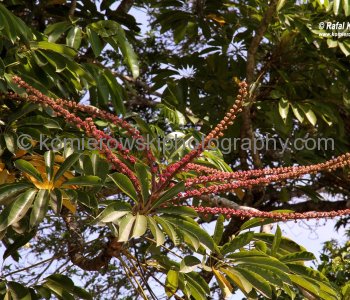... tropical rainforest...Cape Tribulation, Queensland