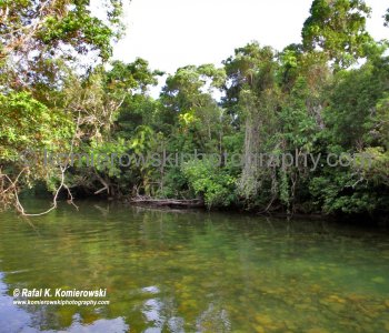 rainforest looks so inviting until you remember the sign you saw before reaching any green area! Cape Tribulation, Queensland