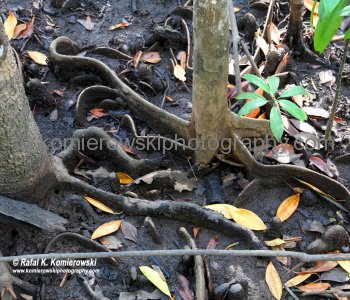 ....remember the sign you saw before reaching any green area! Cape Tribulation, Queensland