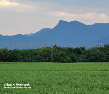...scenic drive through sugar cane farms on the way to Mossman....