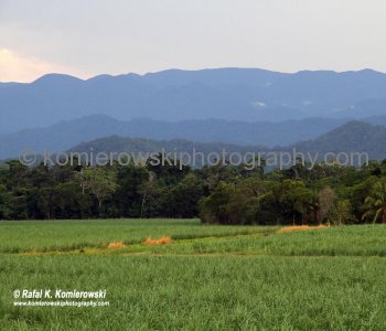 ...scenic drive through sugar cane farms on the way to Mossman....