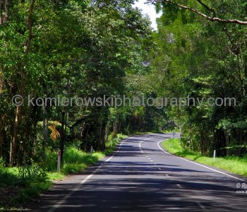 Tropical rainforest...scenic section of the Daintree National Park (UNESCO  World Heritage Site) near Mossman