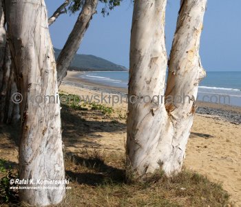 Trinity Bay ....jellyfish stings are a common health hazard for beach goers in Queensland...