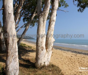 Trinity Bay... beautiful empty beaches, so inviting...filled with crocodiles and killer jellyfish, Queensland