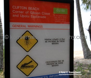 Box Jellyfish - one of the more deadly animals on the face of the Earth...Clifton Beach, Queensland