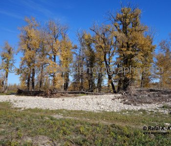 Bow River near Sikome Lake and Bow Bottom Trail SE, (after June flooding, October 2013), Calgary, Alberta
